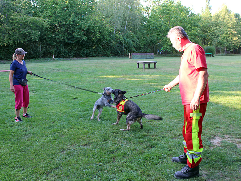 Zwei Hunde mit Hundeführern auf der Wiese.