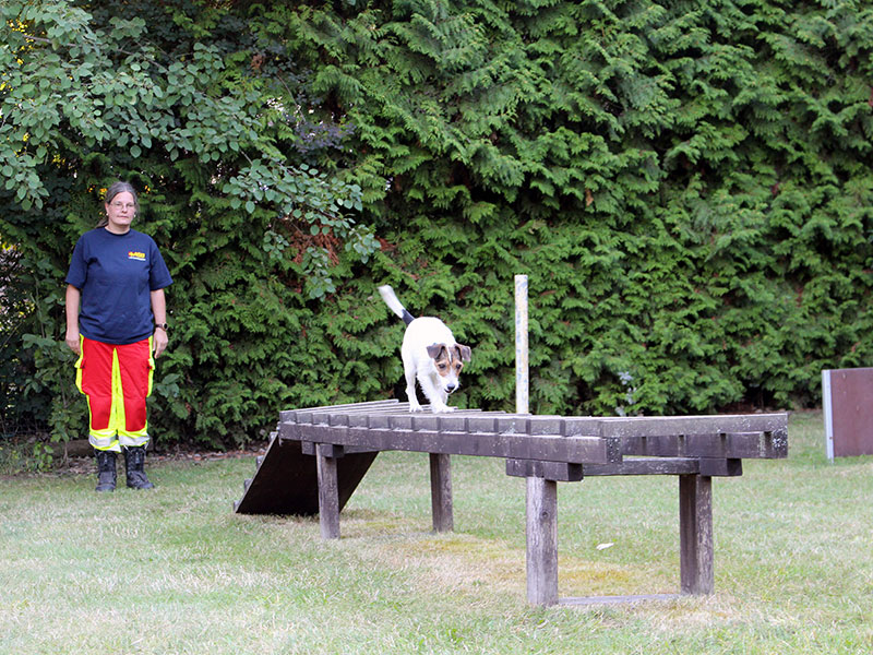 Hund balanciert auf dem Übungsplatz über eine Leiter.